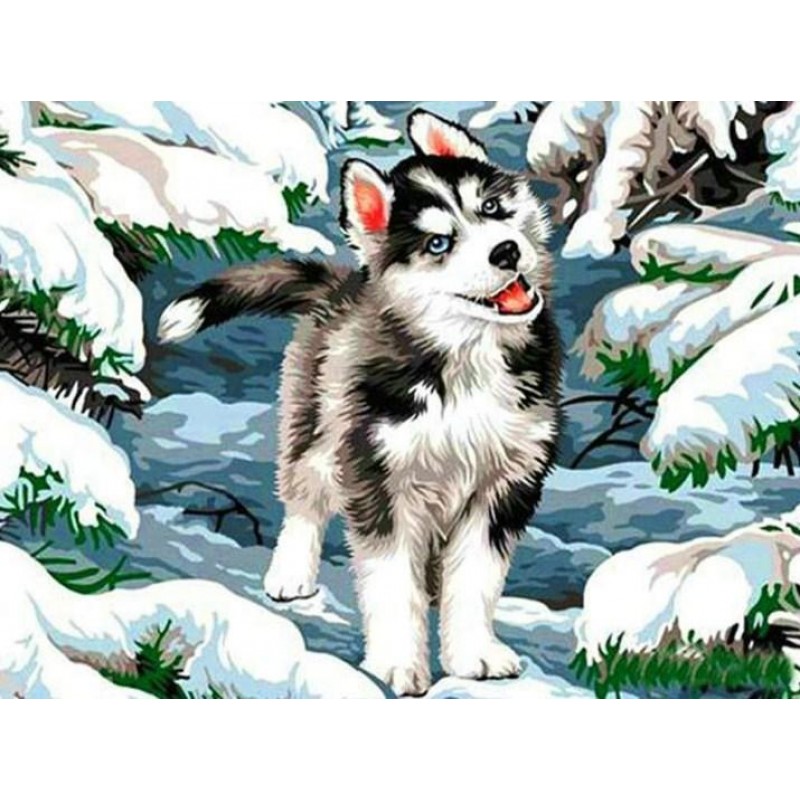 Beautiful Husky - Pa...