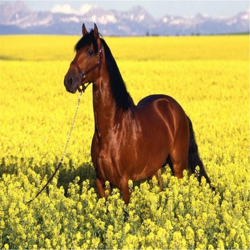 Brown Horse in Yello...
