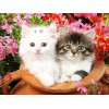 Lovely Kittens - Diamond Painting Kit