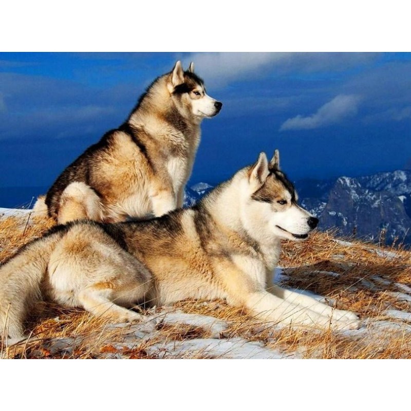 Siberian Husky Pair ...