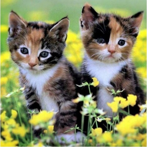 Cute Calico Kittens Diamond Painting