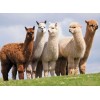 Alpacas & Llamas - Diamond Painting Kit