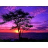 Purple Sunset in Hawaii