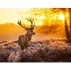 Setting Sun & Deer Painting Kit