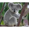 Grey Koala Diamond Painting