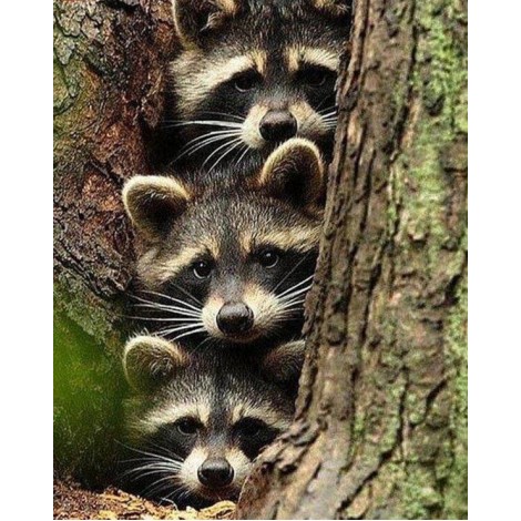 Three Raccoons Hiding in Tree