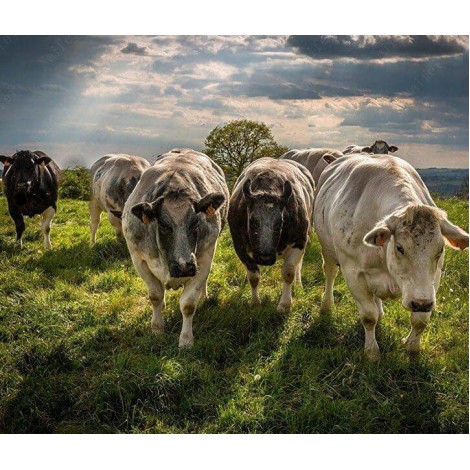 Taurine Cattle Diamond Painting