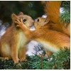 Squirrels in Love