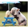 Pig Licking Ice Cream Cone