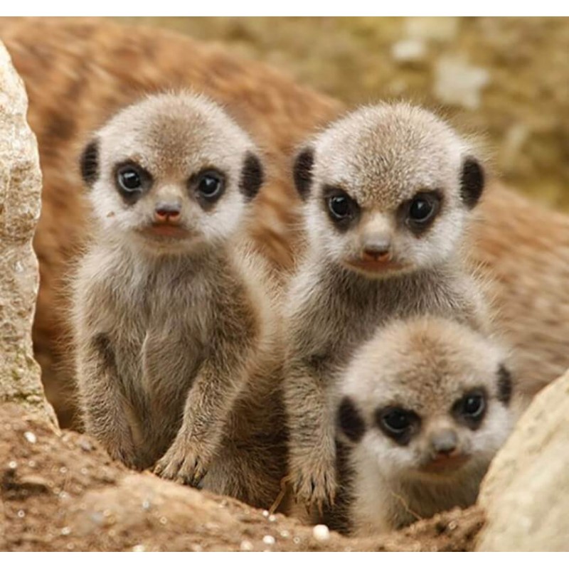 Meerkats Diamond Pai...