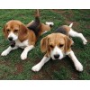 Beagle Bloodhound Puppies Diamond Painting
