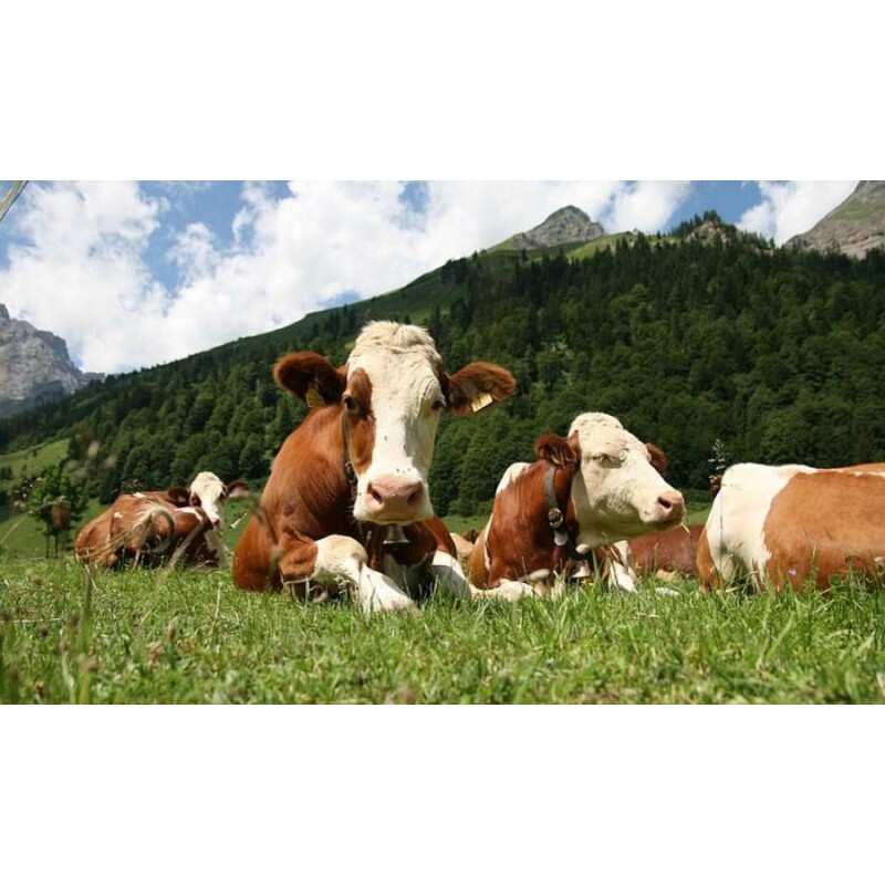 Cows in the Pasture ...