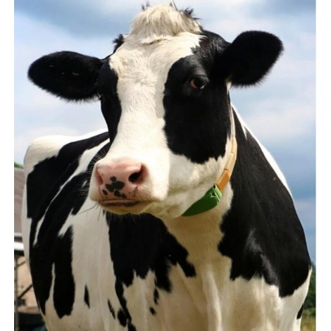 Black & White Cow Painting