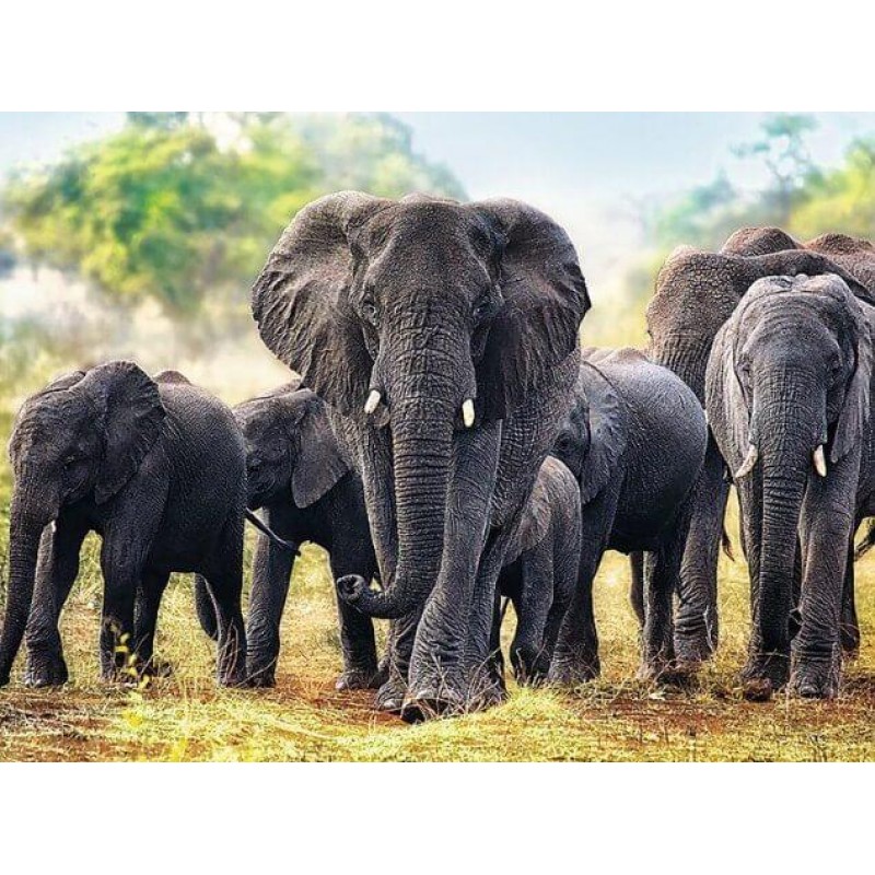 African Elephants Di...