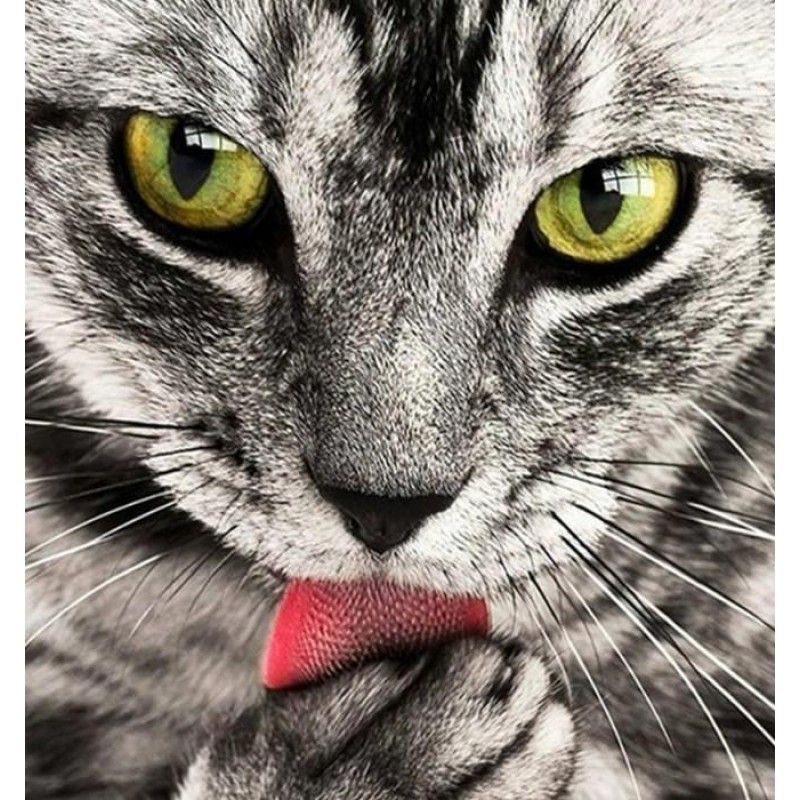 Cat Licking Paw DIY Paint...