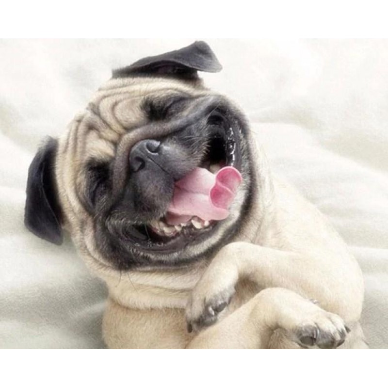 Happy Dog Painting K...