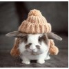 Cute Rabbit Wearing Cap