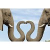 Elephants Making Heart with Trunks