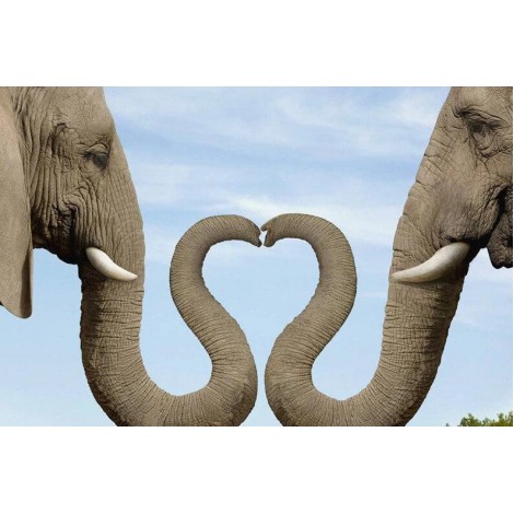 Elephants Making Heart with Trunks