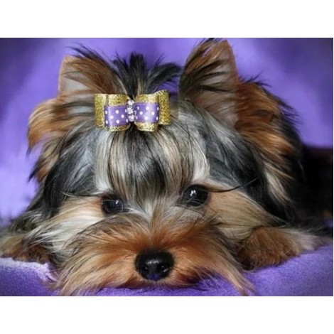 Yorkshire Terrier - Pant by Diamonds