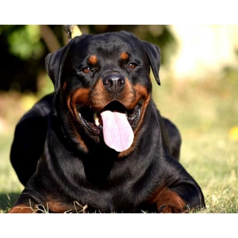 Rottweiler Yawning -...