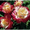 Gorgeous Roses Diamond Painting Kit
