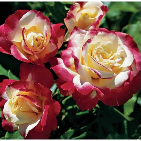 Gorgeous Roses Diamond Painting Kit