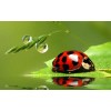 Lady Bird on a Leaf