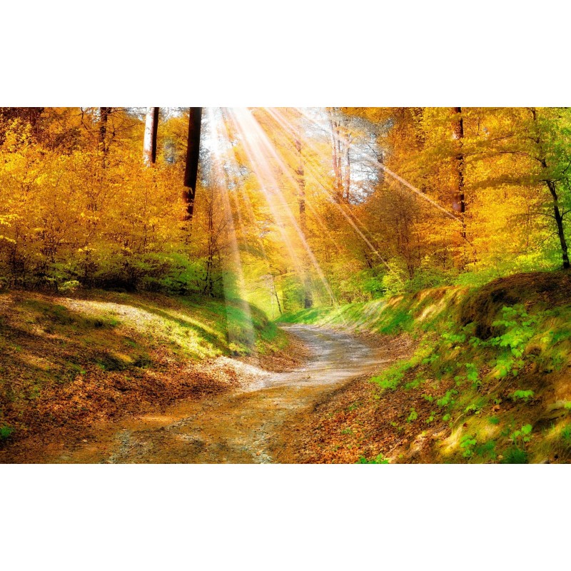 Sun Rays over the Fo...