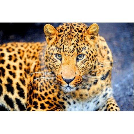 Enchanting Leopard- Diamond Painting Kit