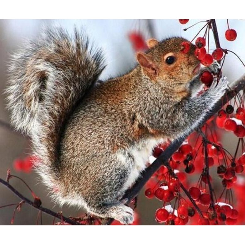Squirrel on Tree Dia...