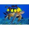 Sea Turtle & Fish  Diamond Painting