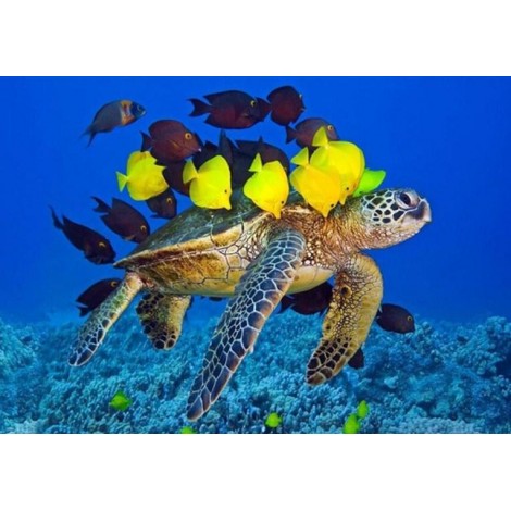 Sea Turtle & Fish  Diamond Painting