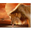 African Lion Drinking Water