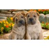 Cute Dog Pair - Shar Pei Breed
