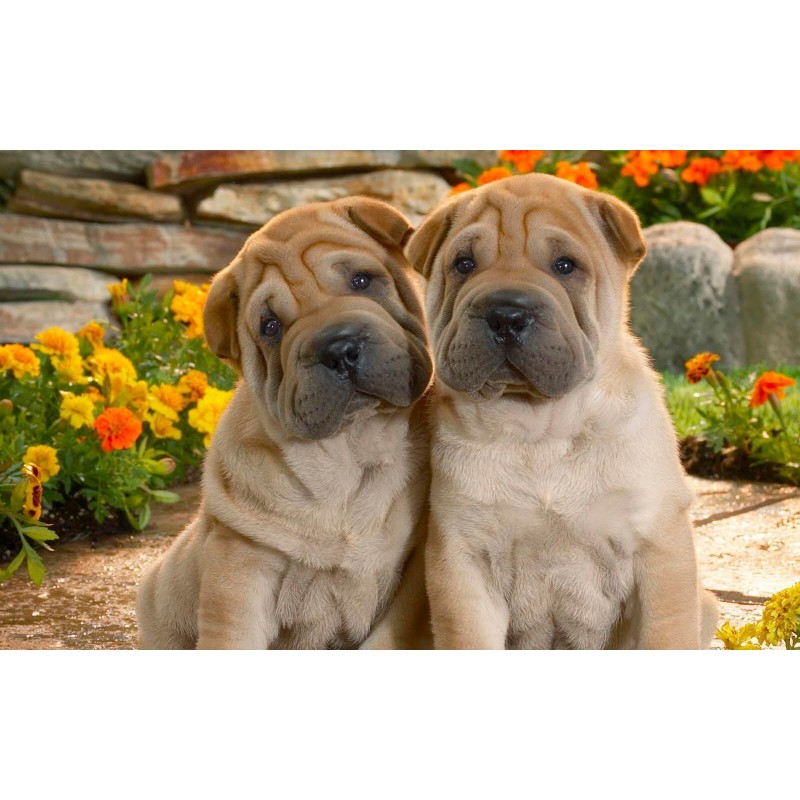 Cute Dog Pair - Shar...