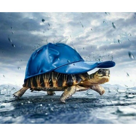 Turtle in a Hat