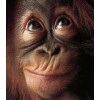 Monkey Face Diamond Painting Kit