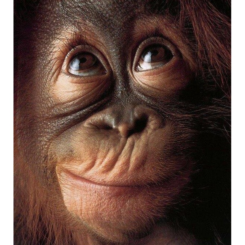 Monkey Face Diamond ...