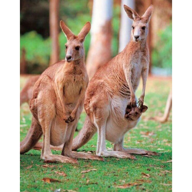Kangaroos Diamond Pa...