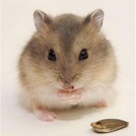 Little Hamster Diamond Painting