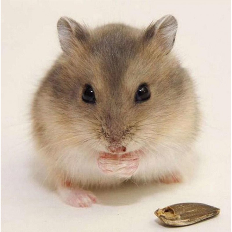 Little Hamster Diamo...