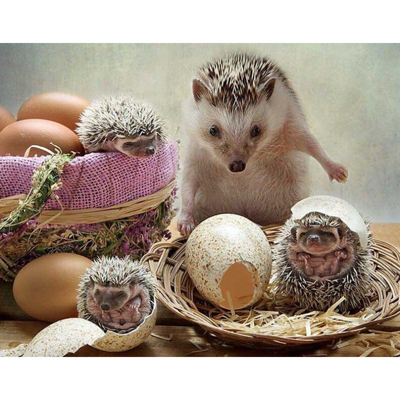 Hedgehog Eggs Hatchi...