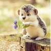 Sweet Hedgehog with Flowers