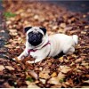 Pug Dog in the Forest
