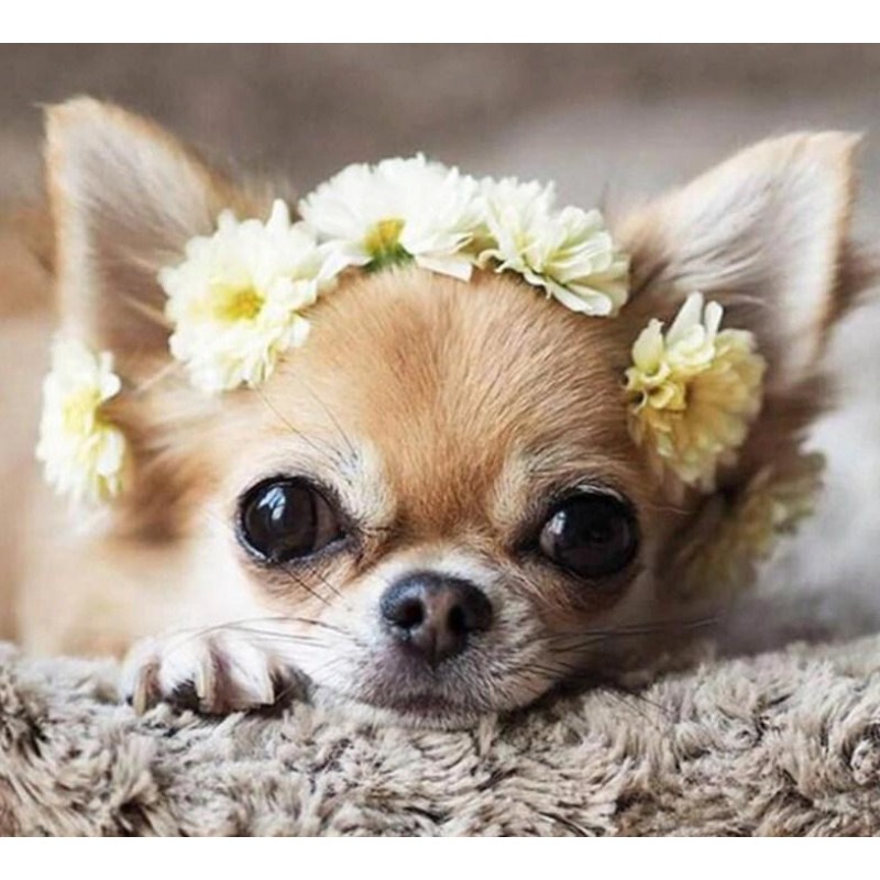 Puppy with Flower Cr...