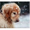 Dog in Snow DIY Painting Kit