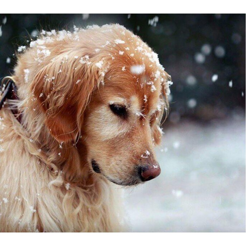 Dog in Snow DIY Pain...