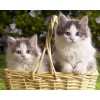 Kittens in Basket 5D Diamond Painting