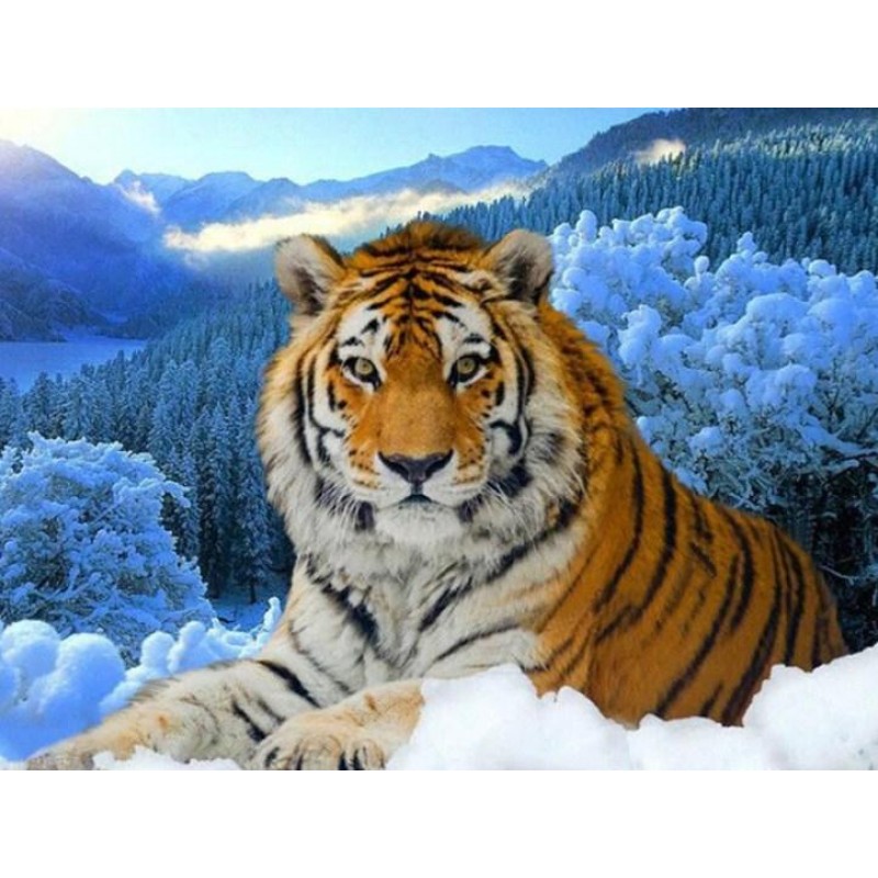 Tiger in the Snow Pa...